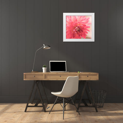 USA-Washington State-Pacific Northwest Sammamish Dahlia flowers in bloom White Modern Wood Framed Art Print by Gulin, Sylvia