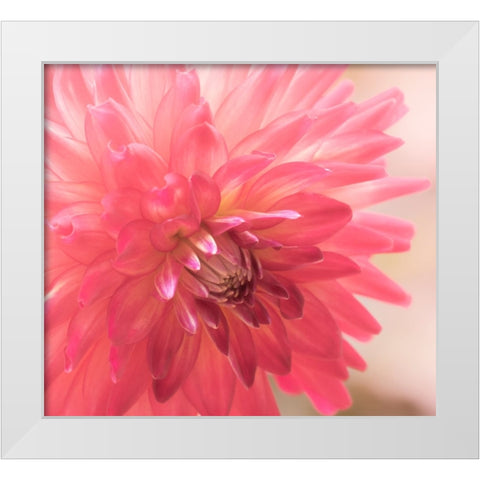 USA-Washington State-Pacific Northwest Sammamish Dahlia flowers in bloom White Modern Wood Framed Art Print by Gulin, Sylvia
