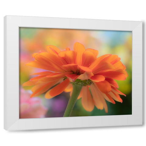 USA-Washington State-Pacific Northwest-Sammamish close-up of State Fair Zinnia White Modern Wood Framed Art Print by Gulin, Sylvia