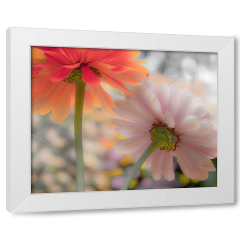 USA-Washington State-Pacific Northwest-Sammamish close-up of State Fair Zinnia White Modern Wood Framed Art Print by Gulin, Sylvia