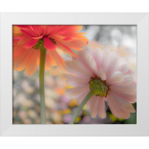 USA-Washington State-Pacific Northwest-Sammamish close-up of State Fair Zinnia White Modern Wood Framed Art Print by Gulin, Sylvia