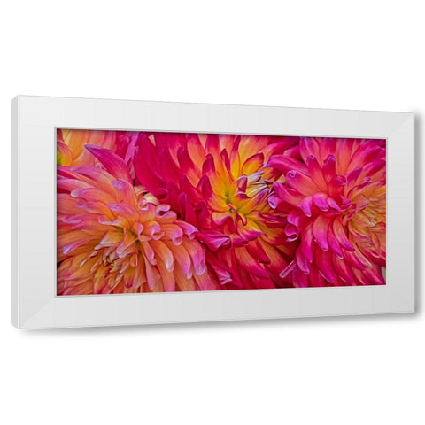 USA-Washington State-Pacific Northwest Sammamish Dahlia flowers in bloom White Modern Wood Framed Art Print by Gulin, Sylvia
