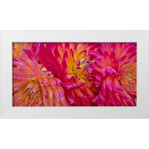 USA-Washington State-Pacific Northwest Sammamish Dahlia flowers in bloom White Modern Wood Framed Art Print by Gulin, Sylvia