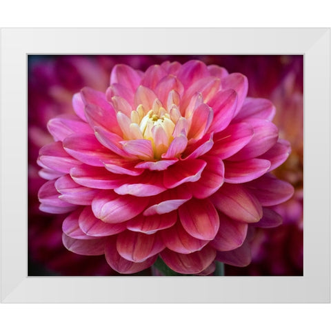 USA-Washington State-Pacific Northwest Sammamish Dahlia flowers in bloom White Modern Wood Framed Art Print by Gulin, Sylvia