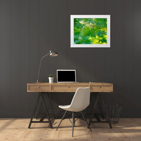 USA-Washington State-Sammamish Japanese Maple leaves White Modern Wood Framed Art Print by Gulin, Sylvia