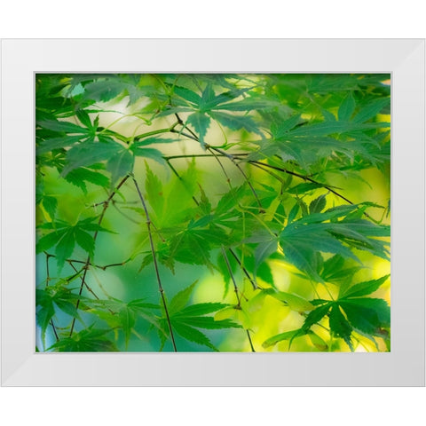 USA-Washington State-Sammamish Japanese Maple leaves White Modern Wood Framed Art Print by Gulin, Sylvia
