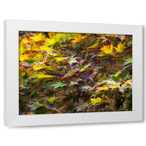 USA-Washington State-Sammamish Japanese Maple leaves White Modern Wood Framed Art Print by Gulin, Sylvia