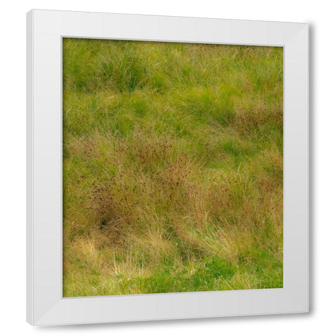 USA-Washington State-Issaquah and grassy field White Modern Wood Framed Art Print by Gulin, Sylvia