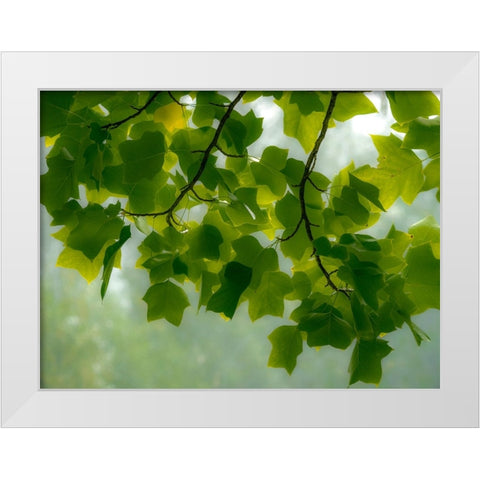 USA-Washington State-Bellevue Ginkgo Tree green leaves White Modern Wood Framed Art Print by Gulin, Sylvia
