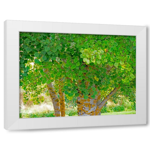 USA-Washington State-Bellevue Ginkgo Tree green leaves White Modern Wood Framed Art Print by Gulin, Sylvia