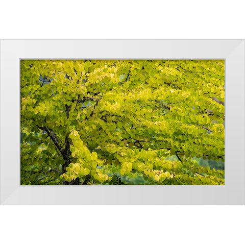 USA-Washington State-Bellevue Ginkgo Tree in Autumn colors White Modern Wood Framed Art Print by Gulin, Sylvia