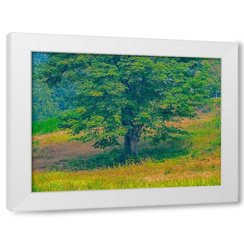 USA-Washington State-Issaquah lone Big Leaf Maple tree in grassy field White Modern Wood Framed Art Print by Gulin, Sylvia