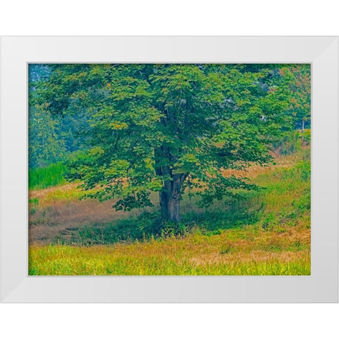 USA-Washington State-Issaquah lone Big Leaf Maple tree in grassy field White Modern Wood Framed Art Print by Gulin, Sylvia