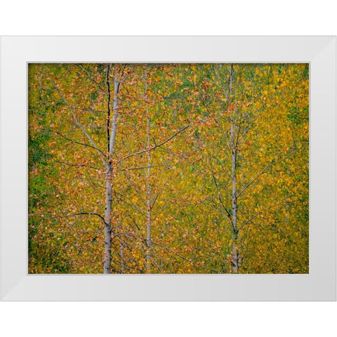 USA-Washington State-Preston and Cottonwood trees in fall colors White Modern Wood Framed Art Print by Gulin, Sylvia