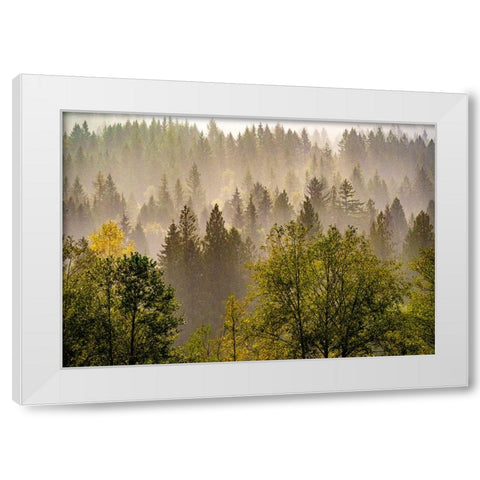 USA-Washington State-Preston Evergreens and Cottonwood trees lifting fog on hillside White Modern Wood Framed Art Print by Gulin, Sylvia