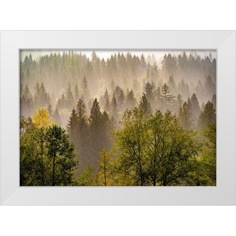 USA-Washington State-Preston Evergreens and Cottonwood trees lifting fog on hillside White Modern Wood Framed Art Print by Gulin, Sylvia