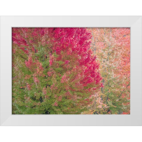 USA-Washington State-Issaquah with fall colored Maple trees along downtown roads White Modern Wood Framed Art Print by Gulin, Sylvia