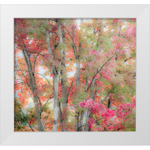 USA-Washington State-Issaquah with fall colored Maple trees along downtown roads White Modern Wood Framed Art Print by Gulin, Sylvia