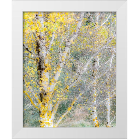 USA-Washington State-Bellevue birch trees with golden fall colors White Modern Wood Framed Art Print by Gulin, Sylvia