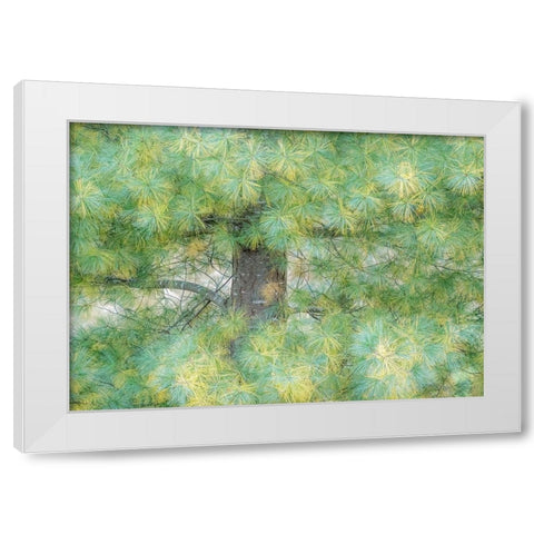 USA-Washington State-Bellevue Pine tree close up and tree trunk White Modern Wood Framed Art Print by Gulin, Sylvia