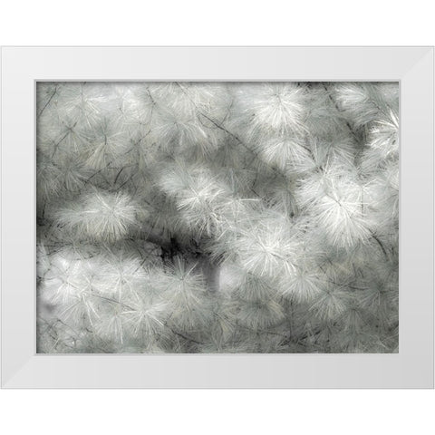 USA-Washington State-Bellevue Pine tree close up and tree trunk White Modern Wood Framed Art Print by Gulin, Sylvia