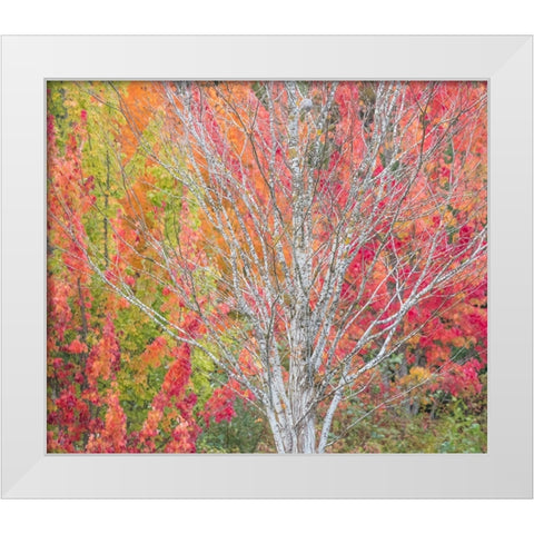 USA-Washington State-Issaquah with fall colored Maple trees along downtown roads White Modern Wood Framed Art Print by Gulin, Sylvia