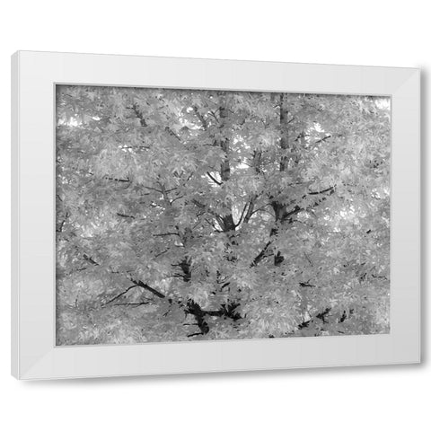 USA-Washington State-Issaquah with fall colored Maple trees along downtown roads White Modern Wood Framed Art Print by Gulin, Sylvia