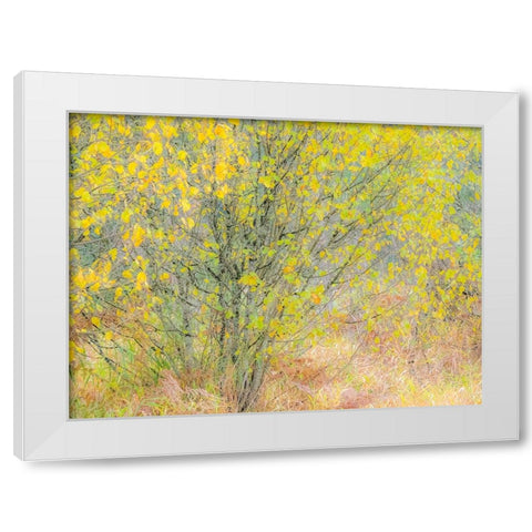 USA-Washington State-Bellevue alder tree golden/yellow fall colors White Modern Wood Framed Art Print by Gulin, Sylvia