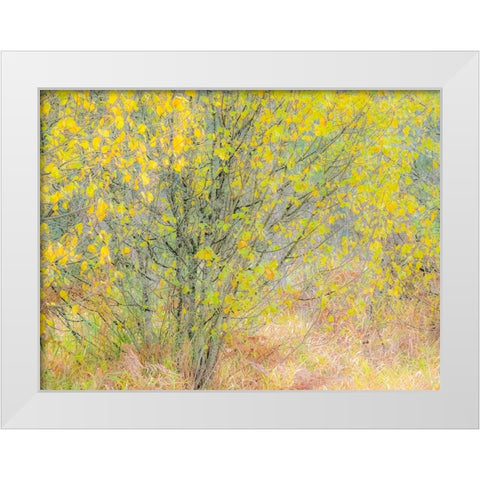 USA-Washington State-Bellevue alder tree golden/yellow fall colors White Modern Wood Framed Art Print by Gulin, Sylvia