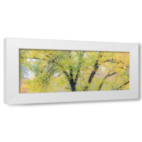 USA-Washington State-North Bend tree trunks and golden autumn leaves White Modern Wood Framed Art Print by Gulin, Sylvia