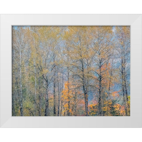 USA-Washington State-Preston-Cottonwoods trees in fall colors White Modern Wood Framed Art Print by Gulin, Sylvia