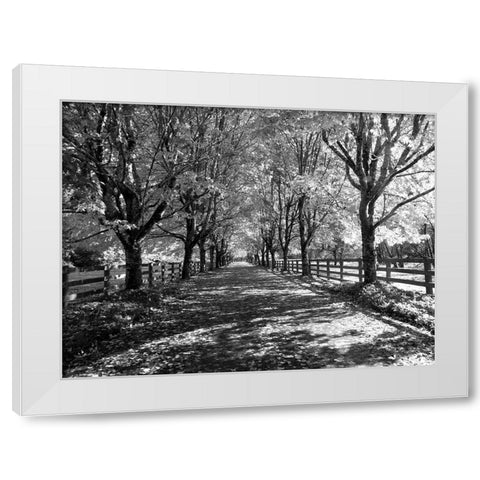 USA-Washington State-North Bend black and White maple tree lined driveway White Modern Wood Framed Art Print by Gulin, Sylvia