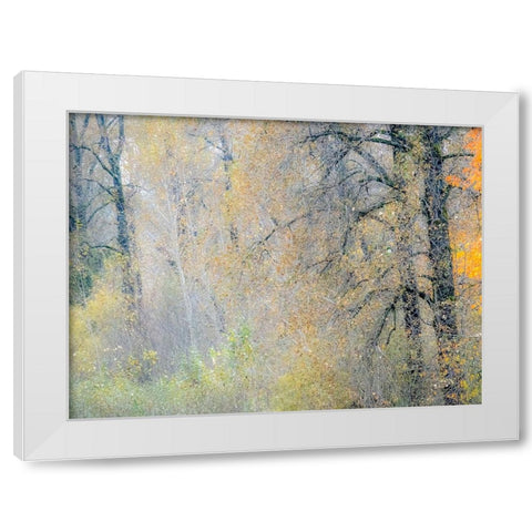 USA-Washington State-Preston-Cottonwoods and Big Leaf Maple trees in fall colors White Modern Wood Framed Art Print by Gulin, Sylvia