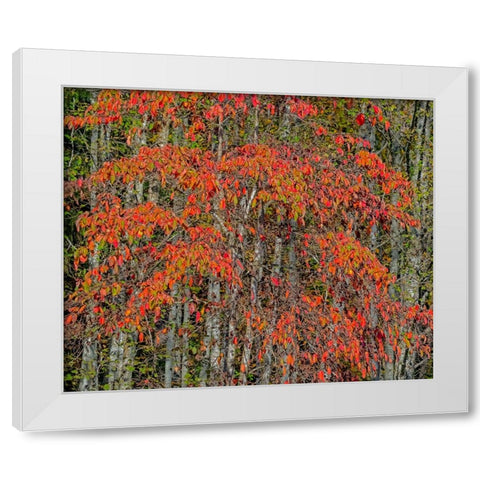 USA-Washington State-Snoqualmie cherry trees in red with backdrop of Alder Tree Trunks White Modern Wood Framed Art Print by Gulin, Sylvia
