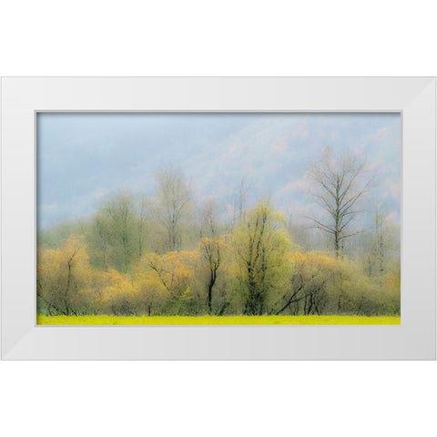 USA-Washington State-North Bend Cottonwood and Willow trees in fall colors White Modern Wood Framed Art Print by Gulin, Sylvia