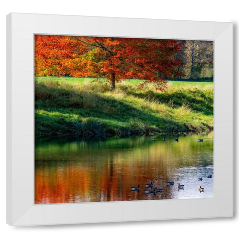 USA-Washington State-Fall City-Snoqualmie River and fall colored maple tree in reflection White Modern Wood Framed Art Print by Gulin, Sylvia