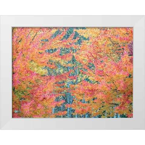 USA-Washington State-Issaquah with fall colored Maple trees along downtown roads White Modern Wood Framed Art Print by Gulin, Sylvia