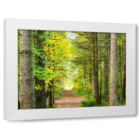 USA-Washington State-Sammamish with trail edged by evergreens and maple trees White Modern Wood Framed Art Print by Gulin, Sylvia