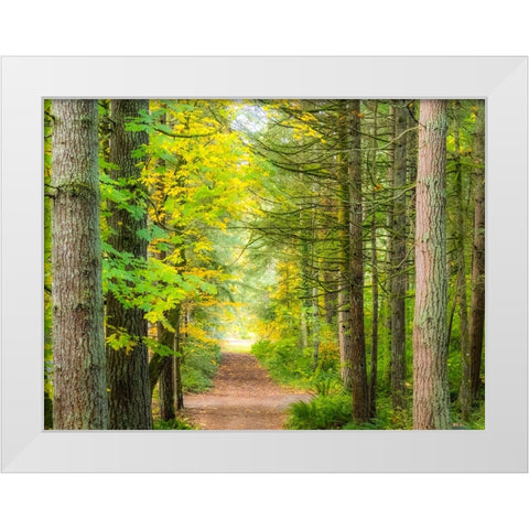 USA-Washington State-Sammamish with trail edged by evergreens and maple trees White Modern Wood Framed Art Print by Gulin, Sylvia