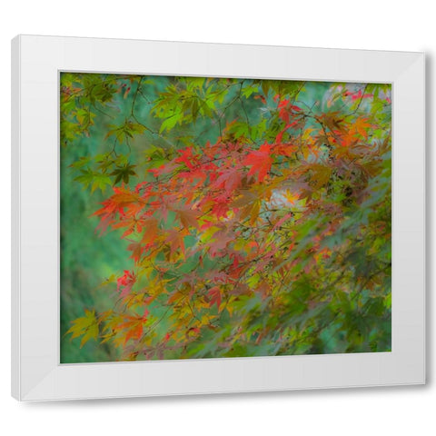 USA-Washington State-Sammamish Japanese Maple leaves with fall colors White Modern Wood Framed Art Print by Gulin, Sylvia