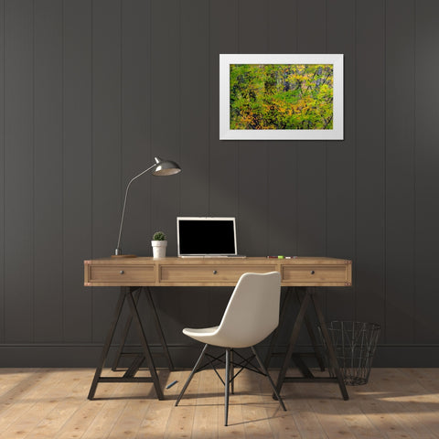USA-Washington State-Sammamish Japanese Maple leaves with fall colors White Modern Wood Framed Art Print by Gulin, Sylvia