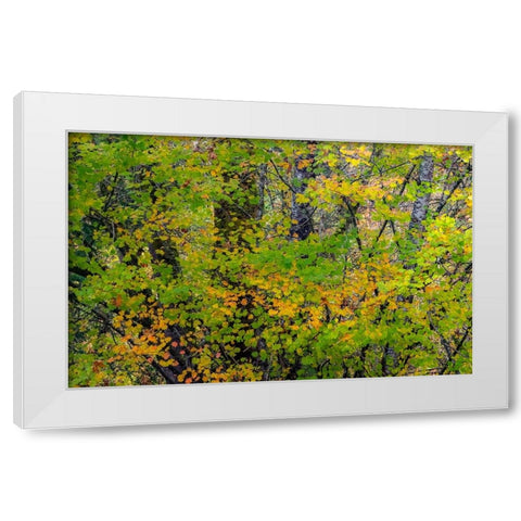 USA-Washington State-Sammamish Japanese Maple leaves with fall colors White Modern Wood Framed Art Print by Gulin, Sylvia