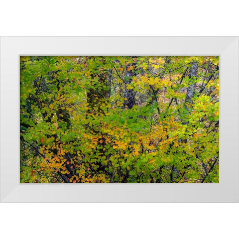 USA-Washington State-Sammamish Japanese Maple leaves with fall colors White Modern Wood Framed Art Print by Gulin, Sylvia