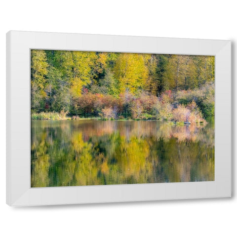 USA-Washington State-Easton and fall colors of Cottonwoods in small pond White Modern Wood Framed Art Print by Gulin, Sylvia
