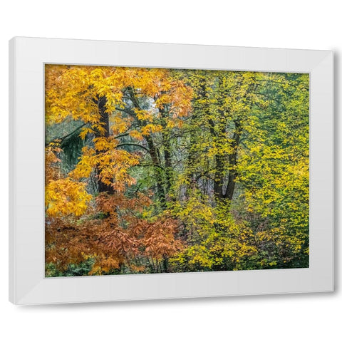 USA-Washington State-Easton and fall colors on Big Leaf Maple and Vine Maple White Modern Wood Framed Art Print by Gulin, Sylvia