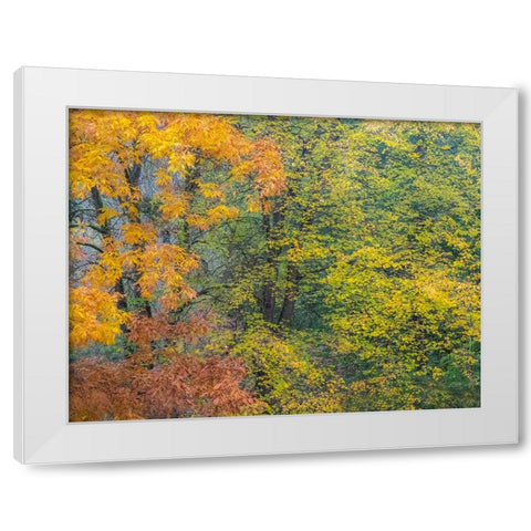 USA-Washington State-Easton and fall colors on Big Leaf Maple and Vine Maple White Modern Wood Framed Art Print by Gulin, Sylvia