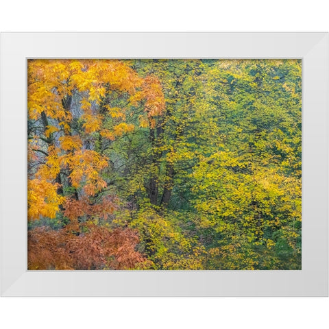 USA-Washington State-Easton and fall colors on Big Leaf Maple and Vine Maple White Modern Wood Framed Art Print by Gulin, Sylvia