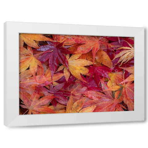 USA-Washington State-Pacific Northwest-Sammamish and red Japanese Maple leaves fallen on ground White Modern Wood Framed Art Print by Gulin, Sylvia