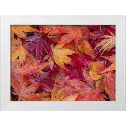 USA-Washington State-Pacific Northwest-Sammamish and red Japanese Maple leaves fallen on ground White Modern Wood Framed Art Print by Gulin, Sylvia