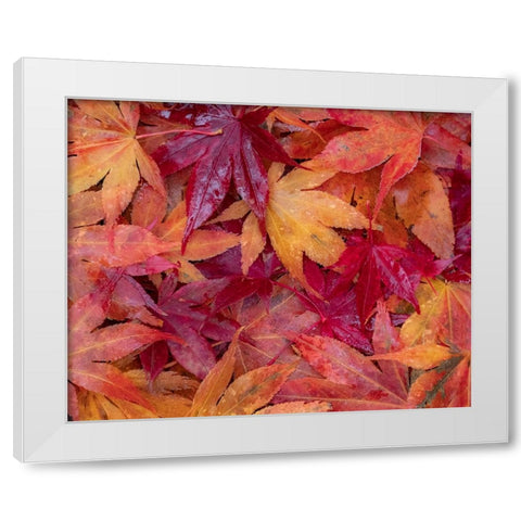 USA-Washington State-Pacific Northwest-Sammamish and red Japanese Maple leaves fallen on ground White Modern Wood Framed Art Print by Gulin, Sylvia